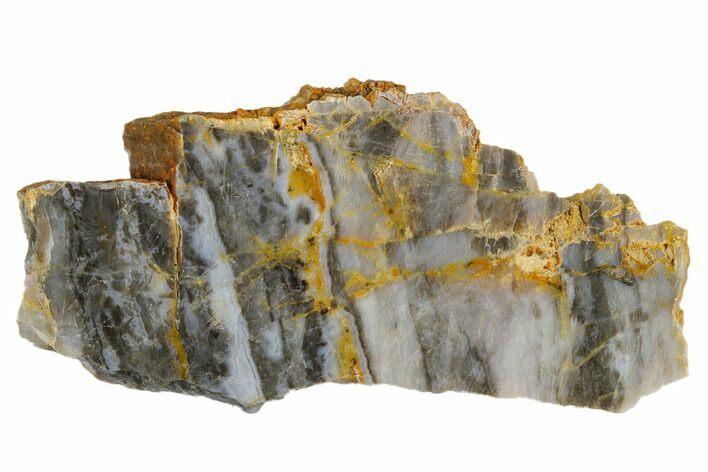 Polished Linella Avis Stromatolite - Million Years #180027